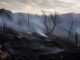 Pompierii români au stins un incendiu care amenința un cartier de locuințe și o mănăstire din Grecia