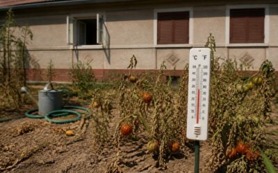 Cod Galben de caniculă luni în Banat și Crișana cu temperaturi de până la 37 de grade Celsius