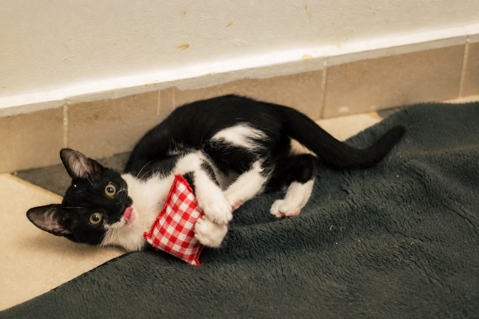 Pui de pisică la târgul de adopții