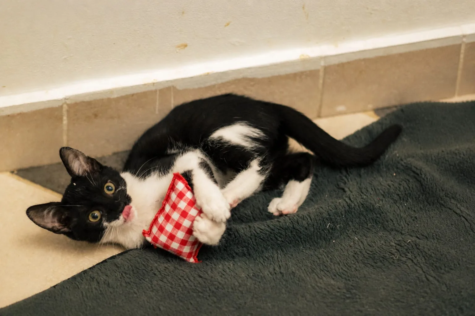 Pui de pisică la târgul de adopții