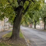 Arbori în cartierul Timișoara’s Iosefin