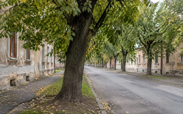 Arbori în cartierul Timișoara’s Iosefin