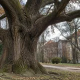 Arbori remarcabili din Timișoara