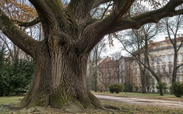 Arbori remarcabili din Timișoara
