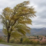 Un copac înclinat de rafalele de vânt într-o zonă deluroasă