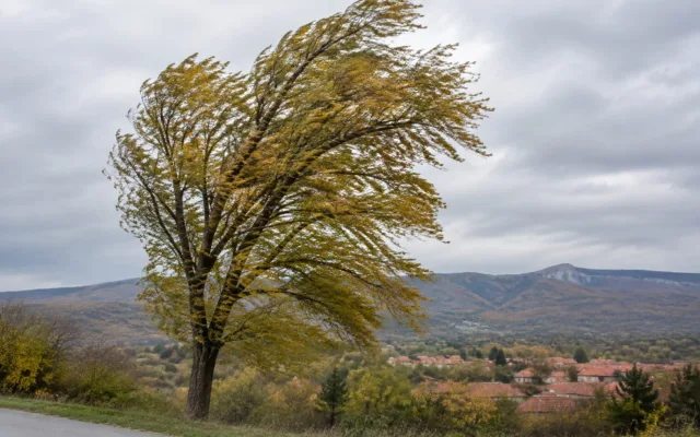 Un copac înclinat de rafalele de vânt într-o zonă deluroasă