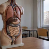 Model anatomic pentru meditații în Timiș