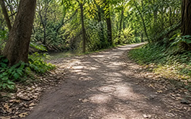 Potecă în Pădurea Verde